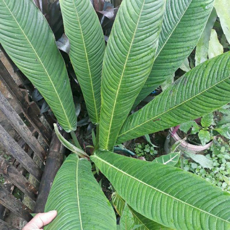 TANAMAN HIAS ANTHORIUM RINET/ANTHORIUM/BUNGA RINET/ANTHORIUM RINET/JENIS ANTHORIUM RINET/RHINET