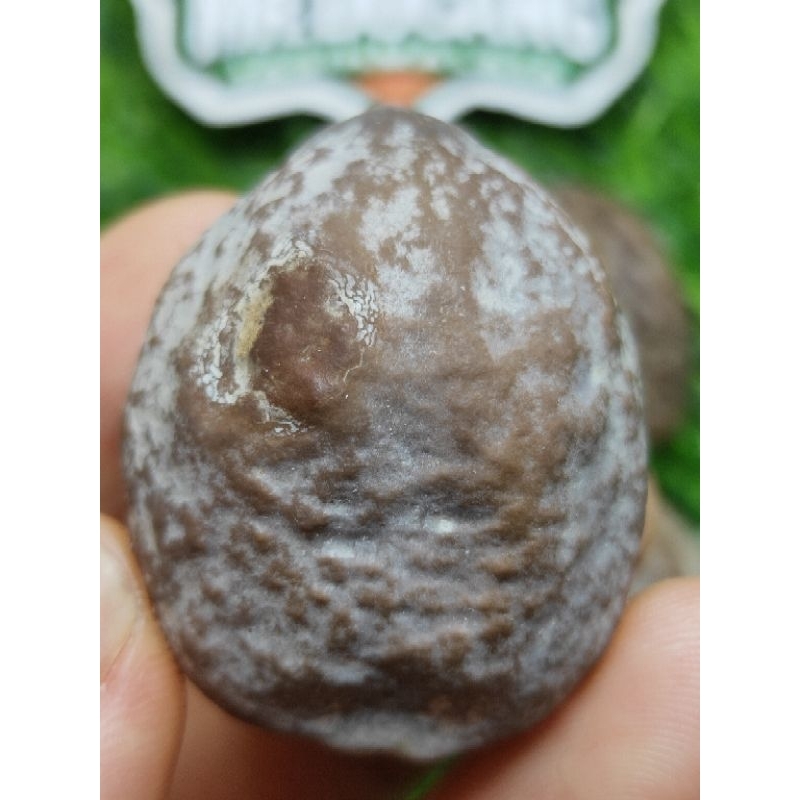 MUNCANG ADU JAYANTI GOGOG (KO DEDE)  ORIGINAL 100%.POSISI CARAMBANG