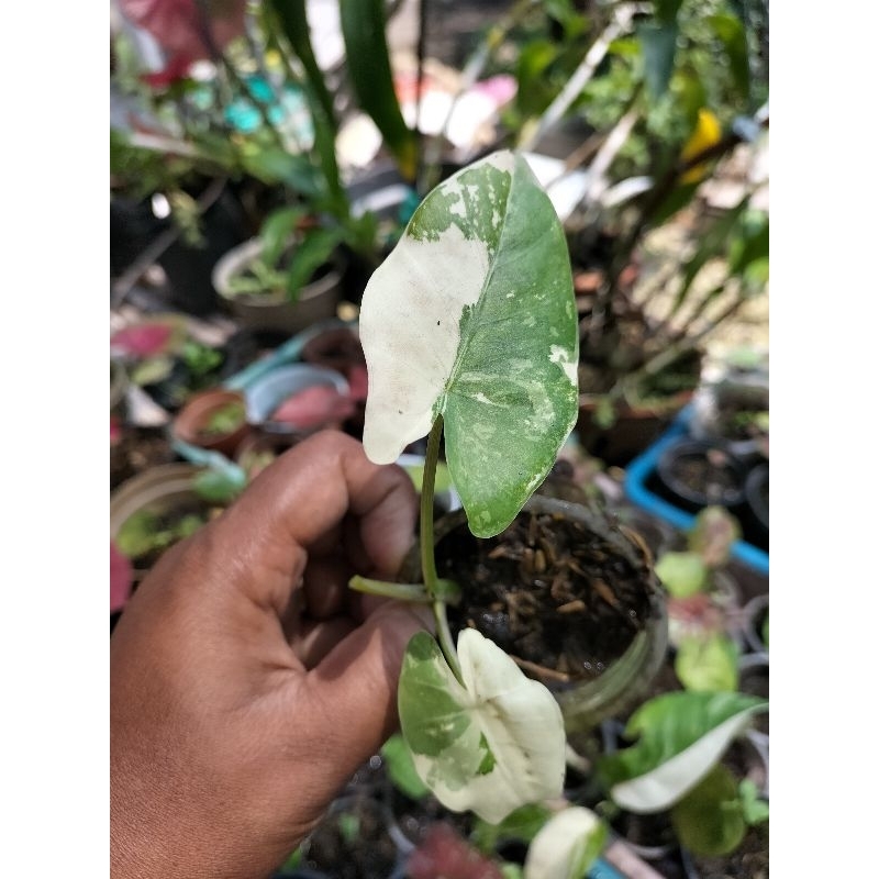 Anakan Sente Varigata