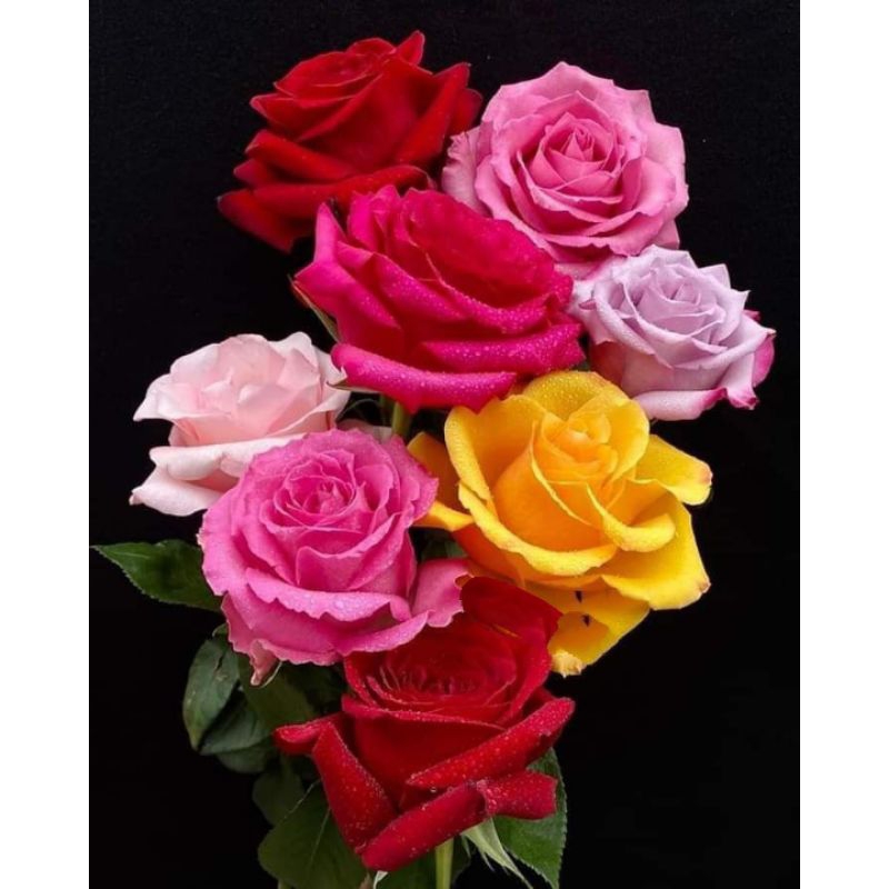 Poster Cetak, BUNGA MAWAR, Ukuran JUMBO, 100x70cm DAN 150x100cm/Hiasan Dinding/Lukisan Cetak/TANPA B