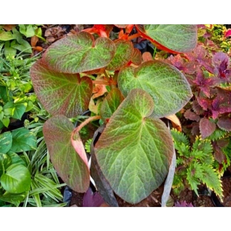 Tanaman hias begonia red bludru