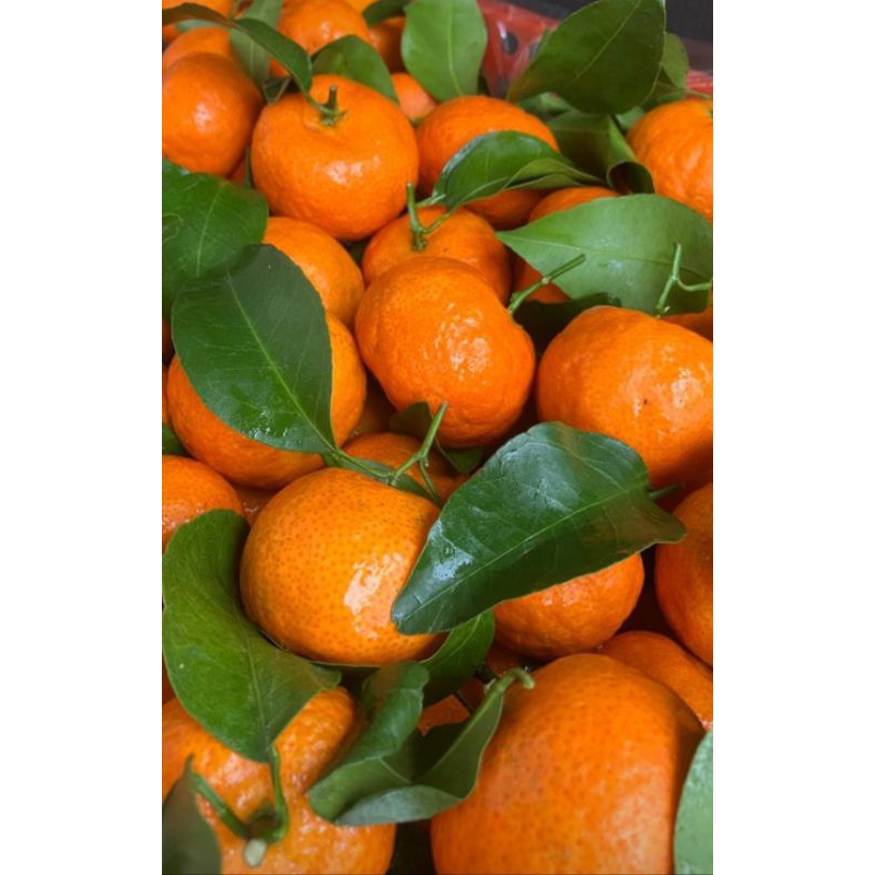 

Jeruk Tangerine jeruk wokam baby