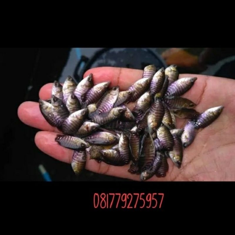 bibit ikan gurame ukuran 2-3 cm per paket isi 10 ekor