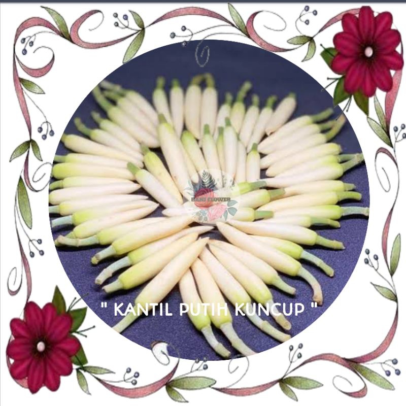 BUNGA WANGI KANTIL KUNCUP PUTIH DAN KUNING
