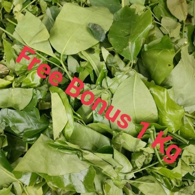 

Daun Melinjo+ Gratis Bonus