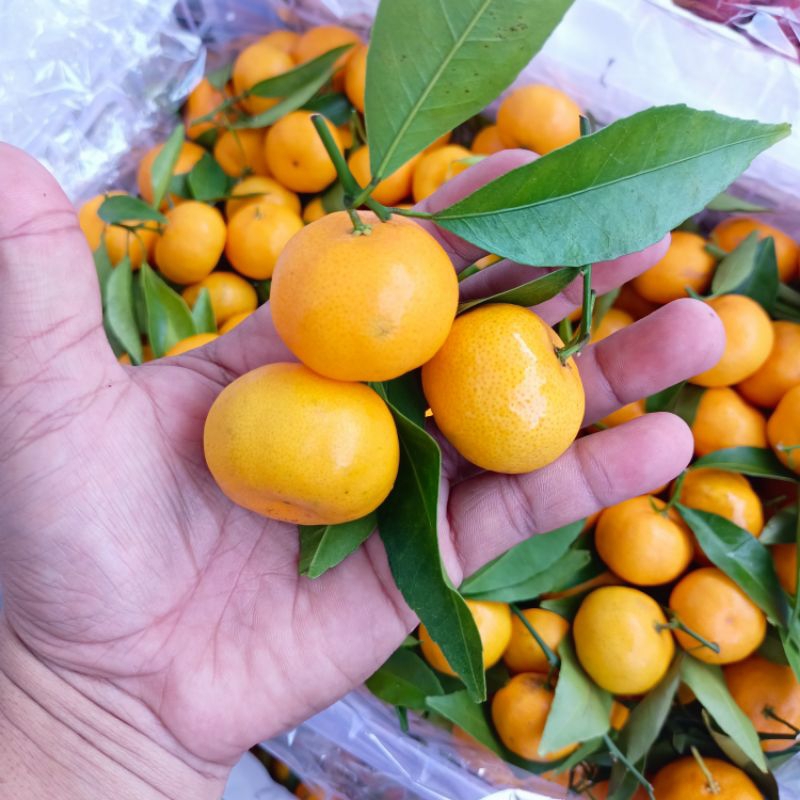 

Jeruk Santang 500gr
