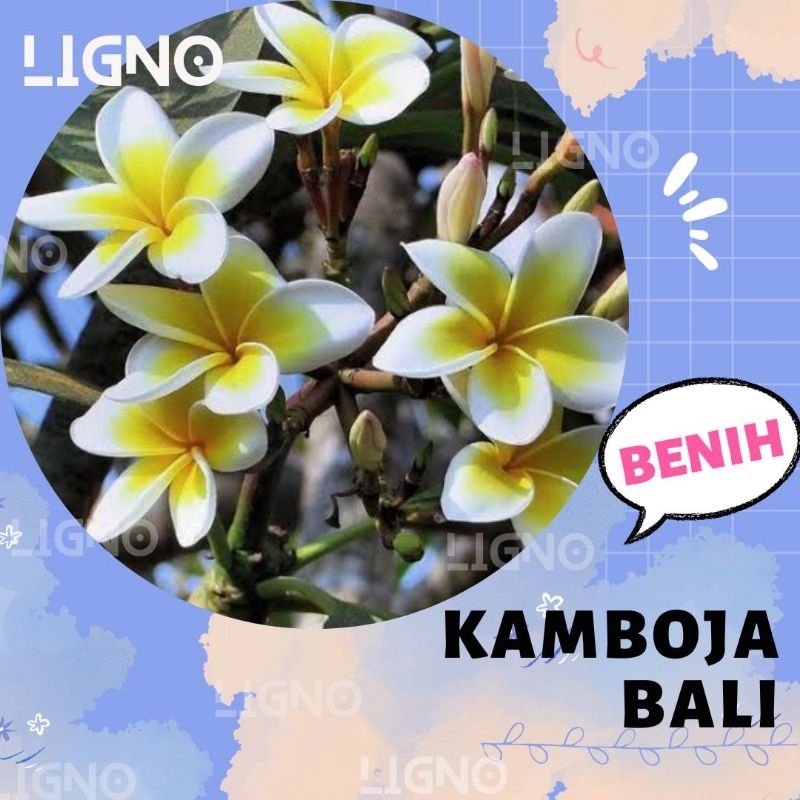 Benih KAMBOJA BALI Pohon Besar Biji Bunga