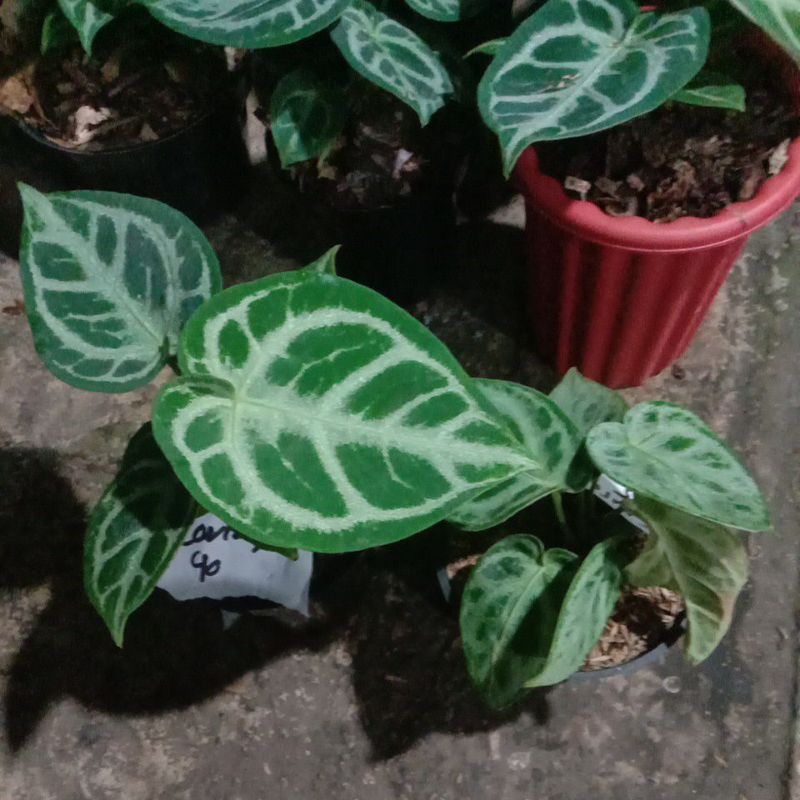 Anthurium dorayaki x domino dan silver blus