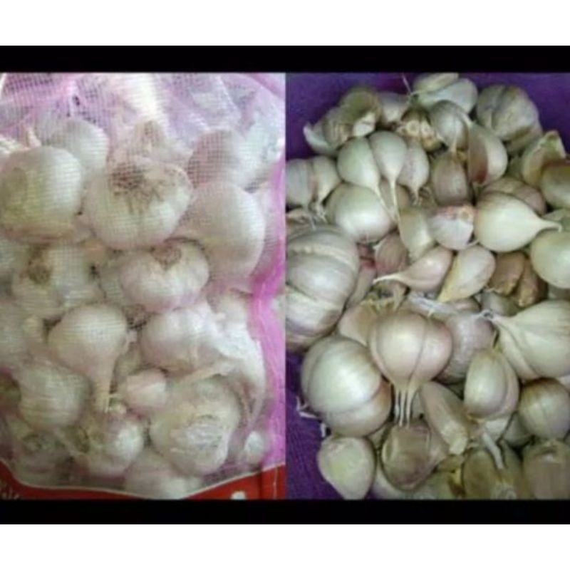 

Bawang Putih Kating KOTOR per BAL khusus INSTAN