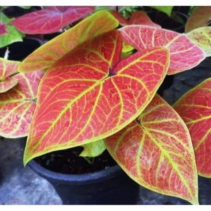 Umbi Caladium new wave - keladi hias hybrid import thailand murah