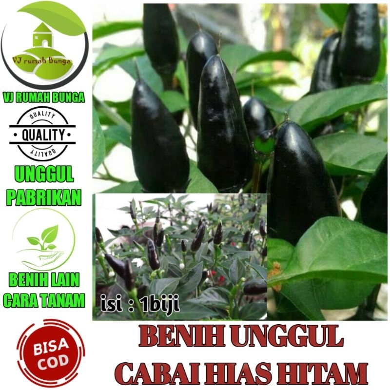 Benih unggul Benih biji cabai hias warna hitam cabe hitam