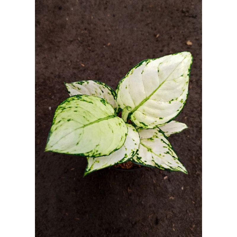 Aglaonema White Striptis / Aglonema Striptis White