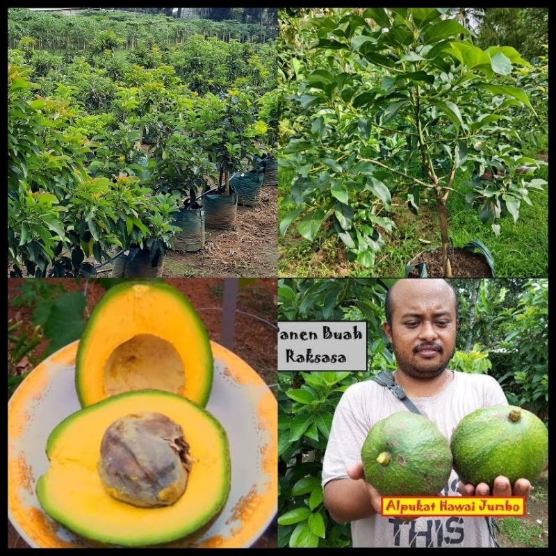 Bibit Tanaman Alpukat Hawai Jumbo Tinggi 1 Meter Up Batang Besar Dan Rimbun Cepat Berbuah