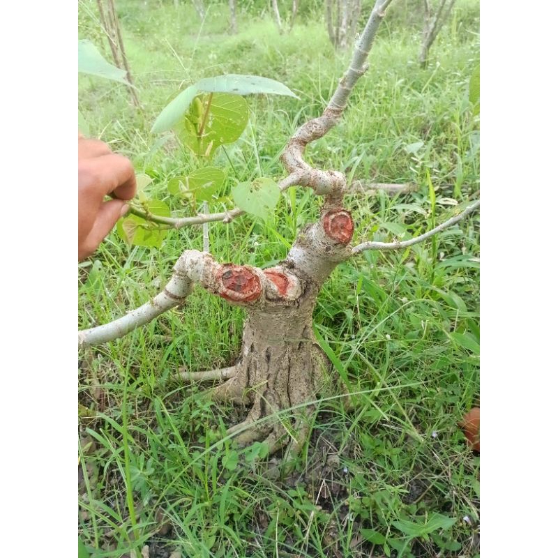 Bahan Bonsai Waru India Program Akar