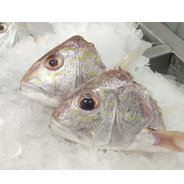 

Kepala Ikan snapper Frozen - Damena Seafood