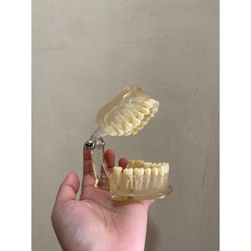 Model Gigi Phantom Dental Study bisa di lepas pasang (second)