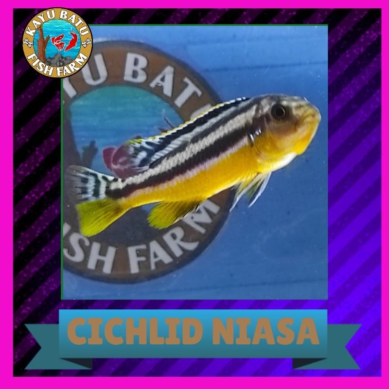 GAMBAR IKAN..CICHLID..NIASA