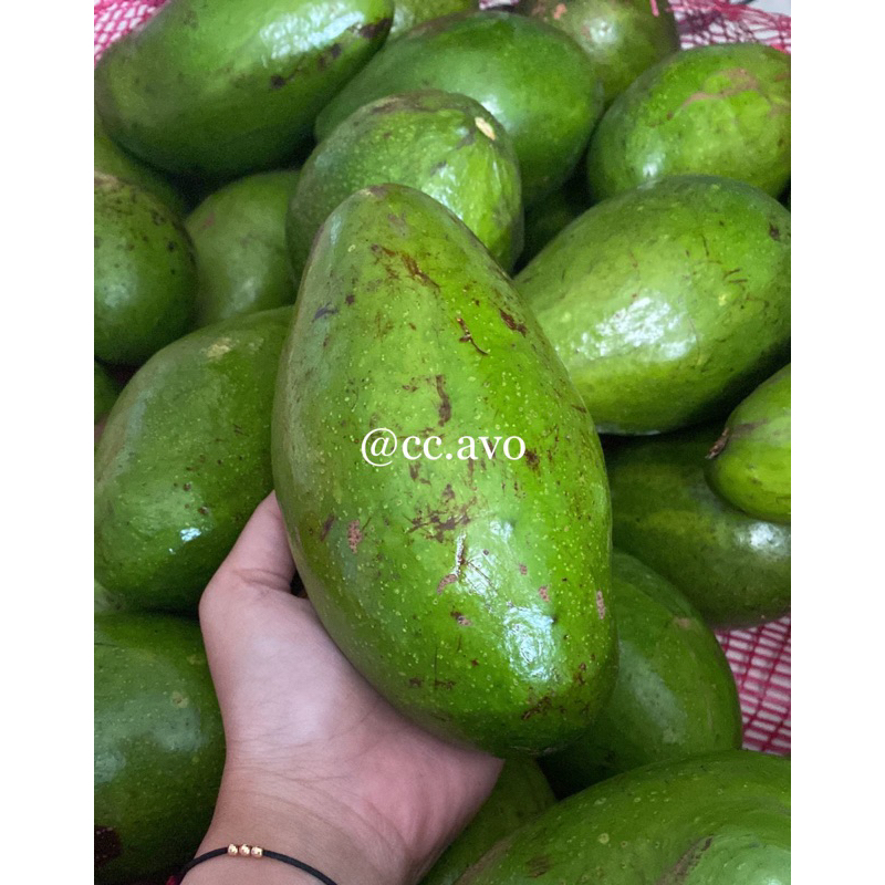 

Alpukat Mentega SUPER (2-3buah/kg)BERGARANSI!!!