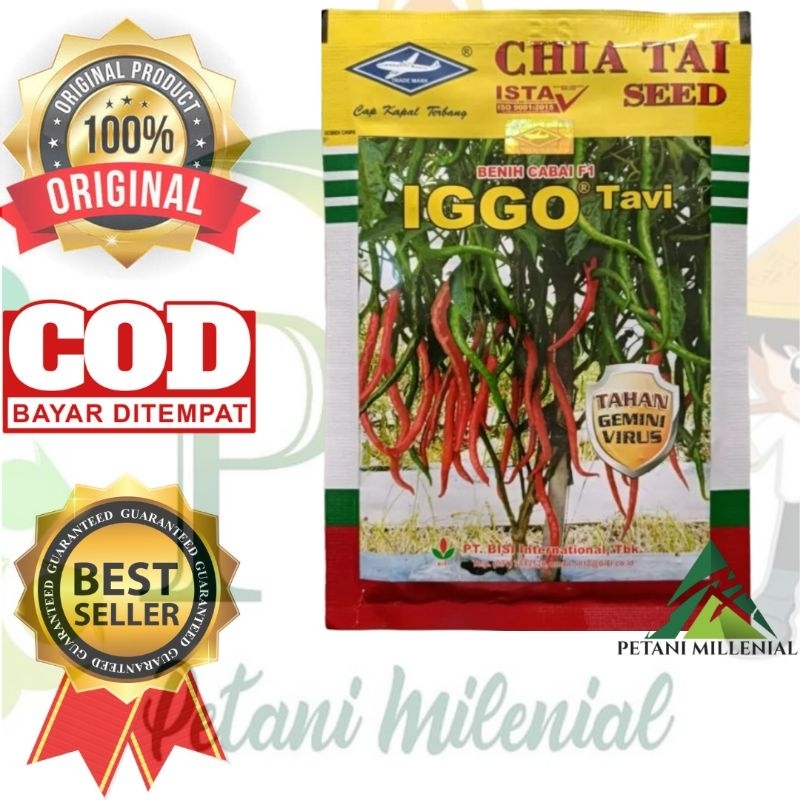 BENIH CABE KERITING CMK IGGO TAVI - BIBIT CABAI BESAR KERITING CAP KAPAL TERBANG