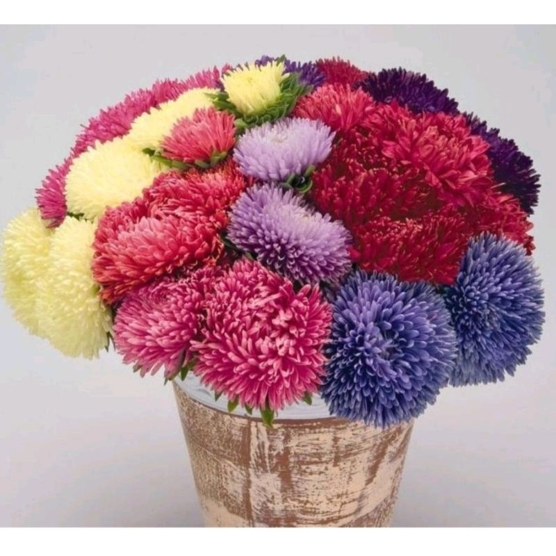 BENIH BIBIT BUNGA ASTER POWDER PUFF ASTER MIX