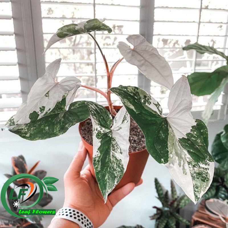 (BISA COD) Tanaman hias sygonium albo varigata - sygonium varigata