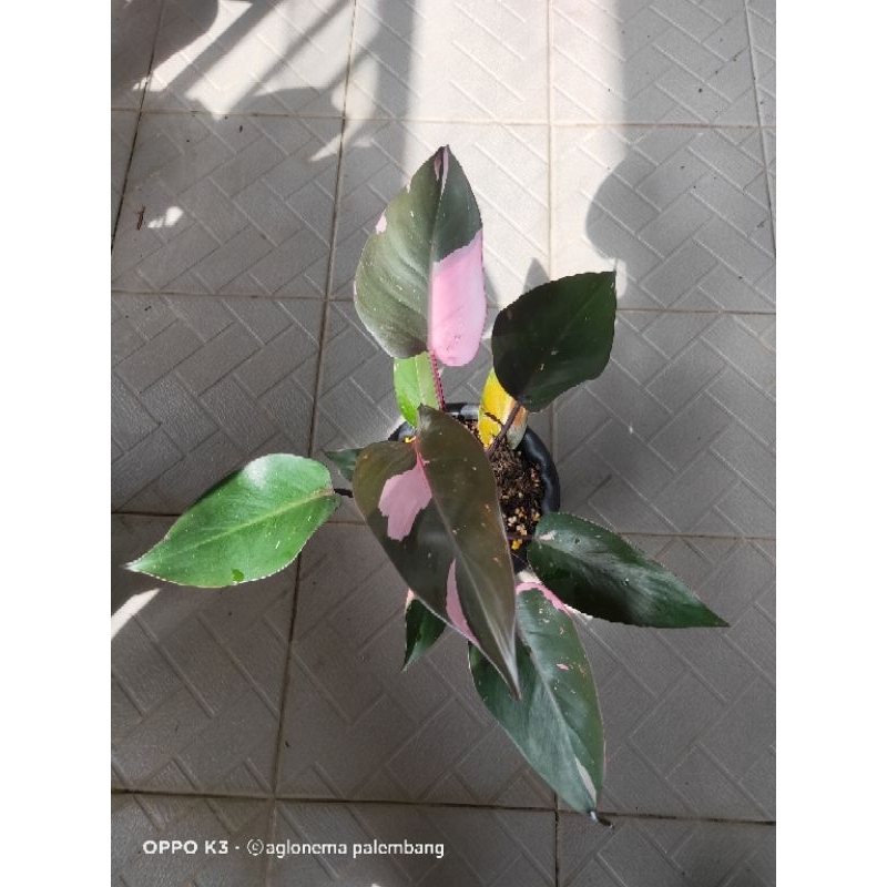 Philodendron Pink Princess