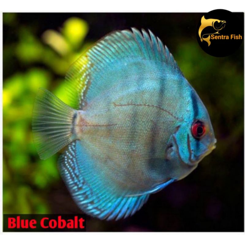 ikan hias Discus Blue Cobalt  ukuran 1,5 Cm Hiasan aquarium