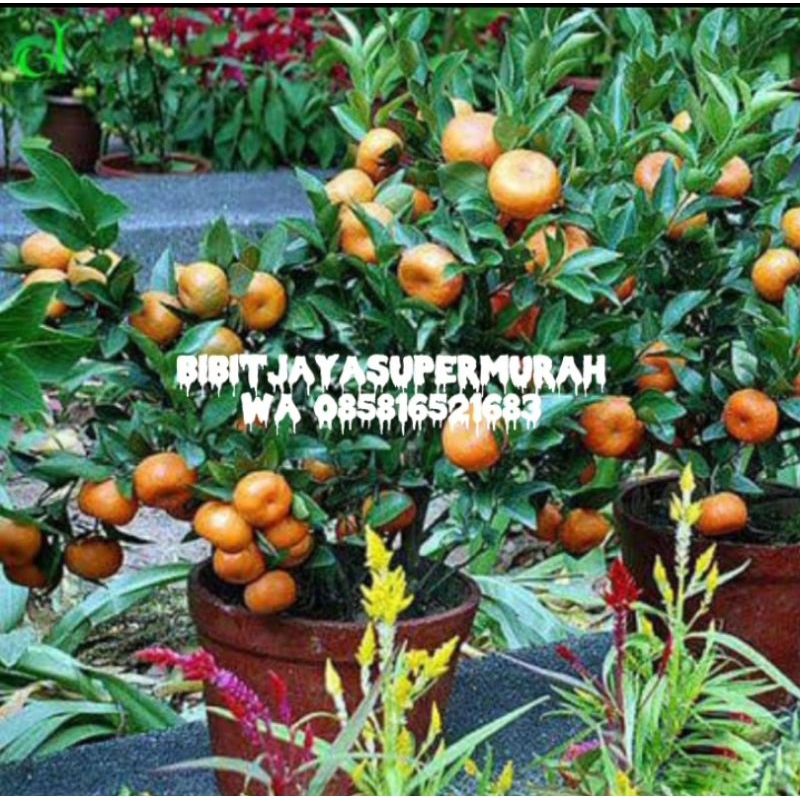 Bibit Buah Jeruk Santang Madu SuperMurah