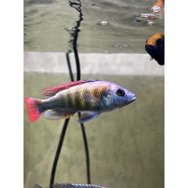 Pundamilia Nyererei Cichlid