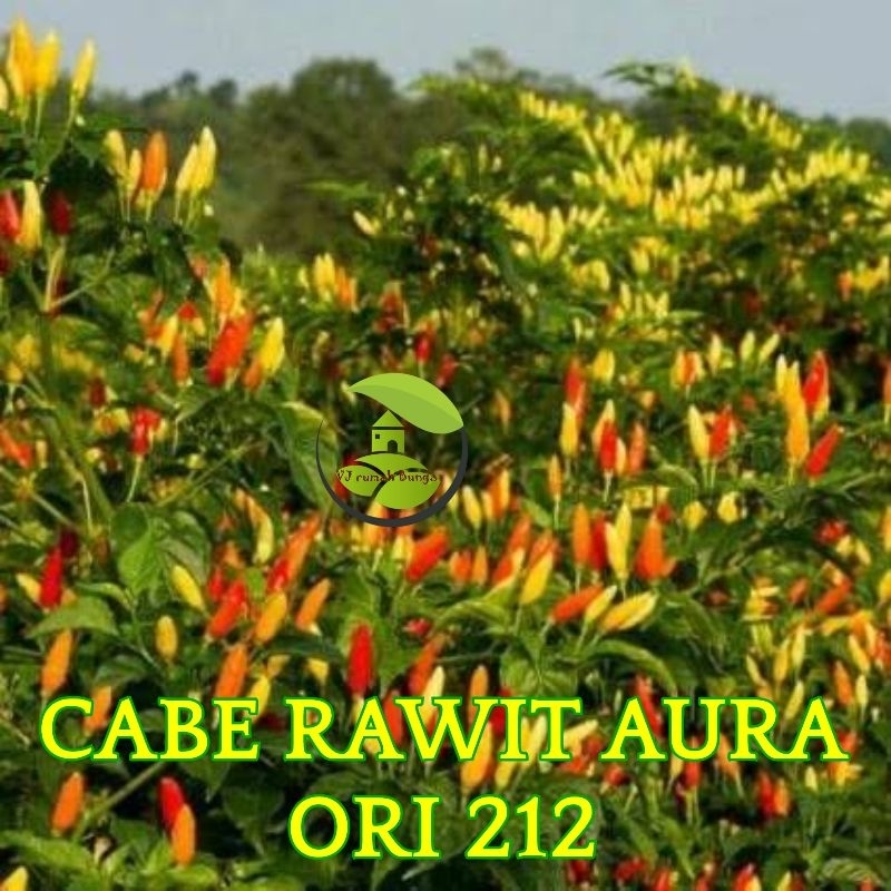 Benih bibit cabai rawit aura Ori 212 biji cabe Ori aura 212