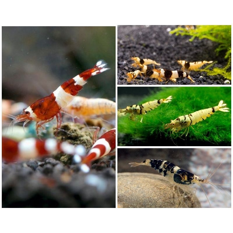 Hiasan aquarium udang hias caradina - udang hias - red bee - black bee - mosura