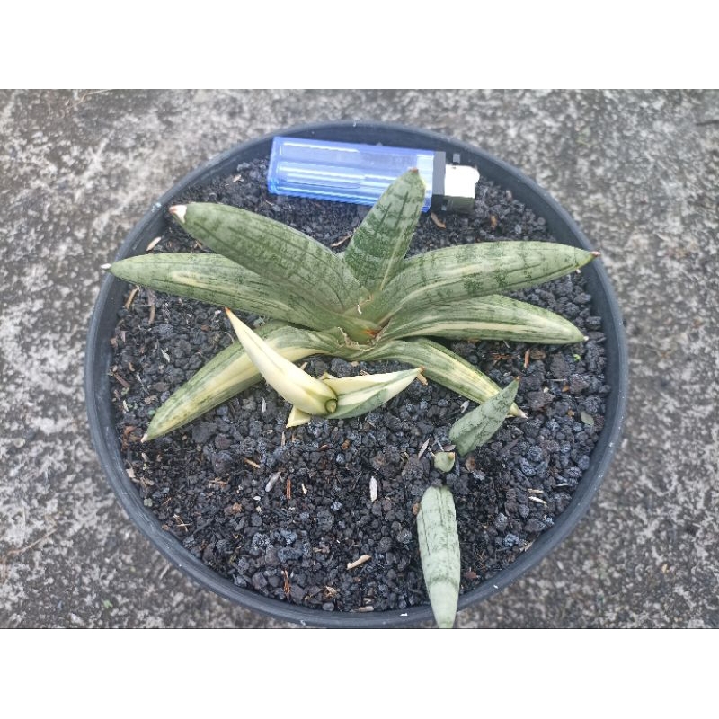Sansevieria Boncel Variegata + 2 Anak Variegata