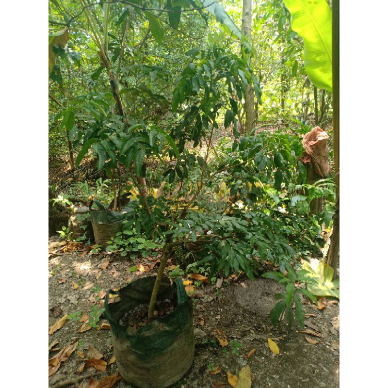 Bibit kombinasi 3 jenis kelengkeng new kristal, kristalin, aroma durian