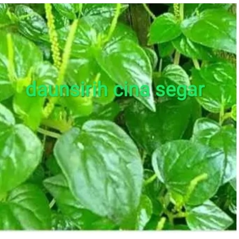

daun sereh cina 10000/25gr