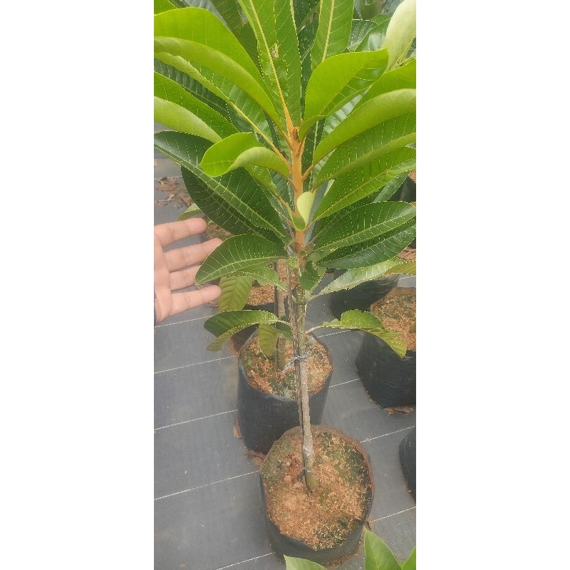 paket murah 3 pohon sambung susu mamey sapote
