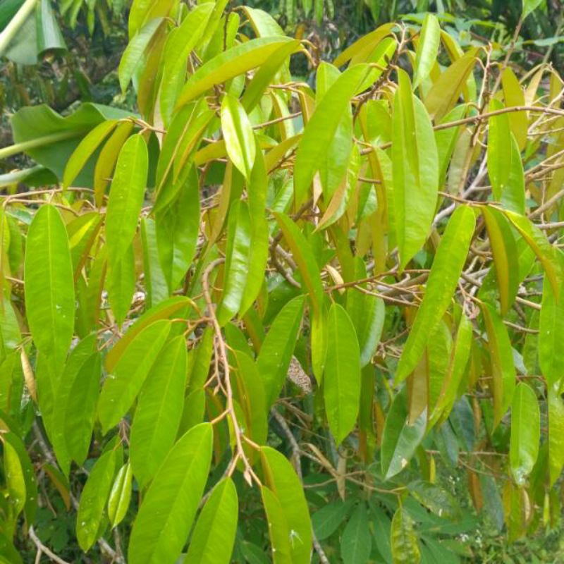 

Daun Durian segar dan Daun Durian Kering 250gram