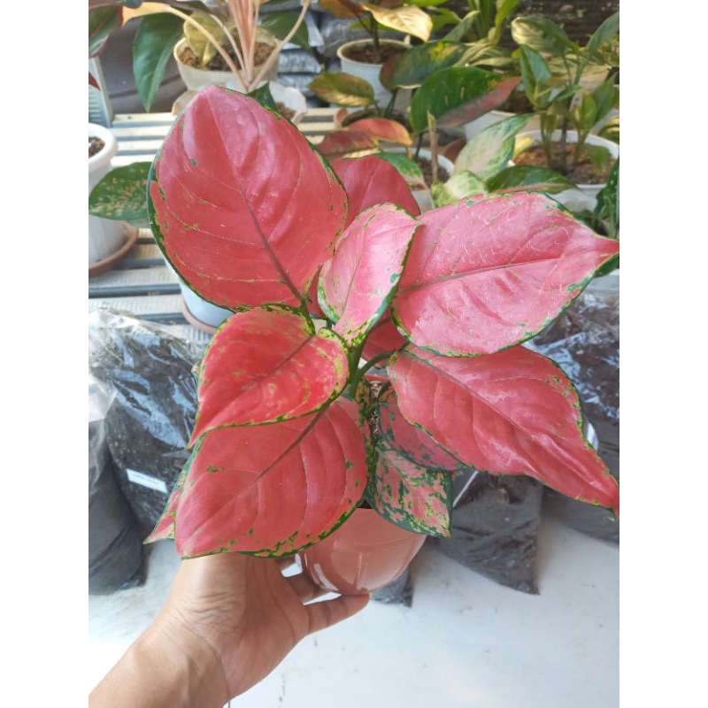 Aglaonema Red Anjamani