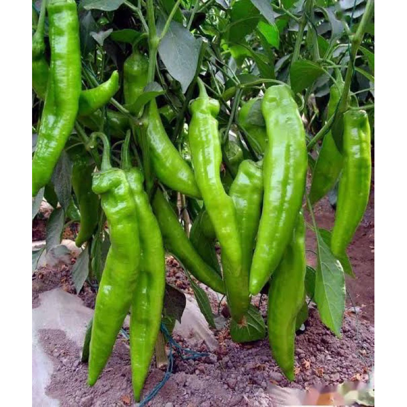 Benih Bibit Biji - Cabai Tanduk Raksasa New Green Dragon Big Beef Horn Pepper Seeds - IMPORT