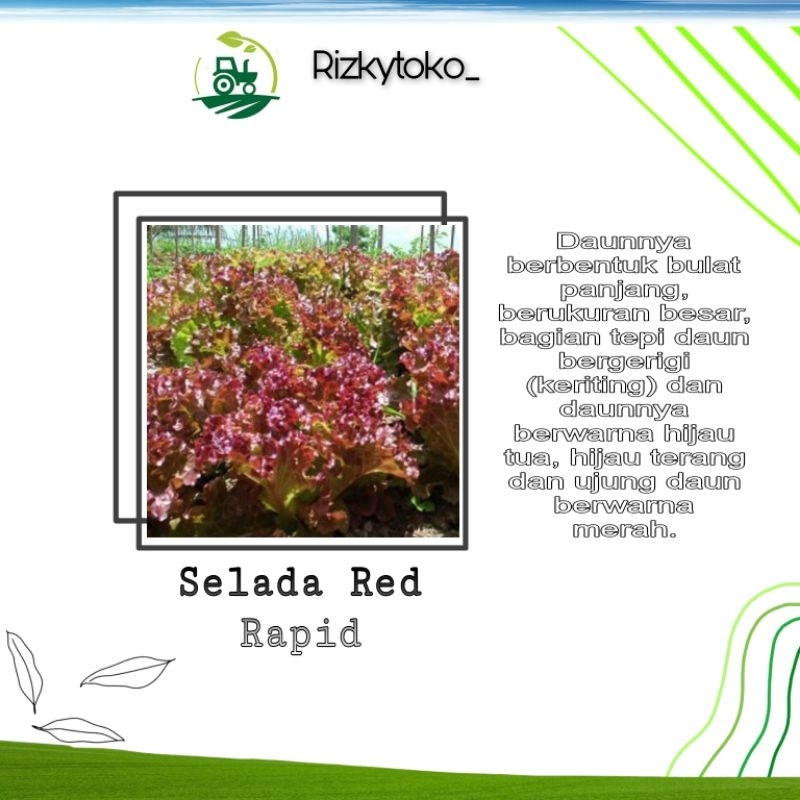Benih SELADA Red Rapid 60 Seed Repacking {Know you seed}