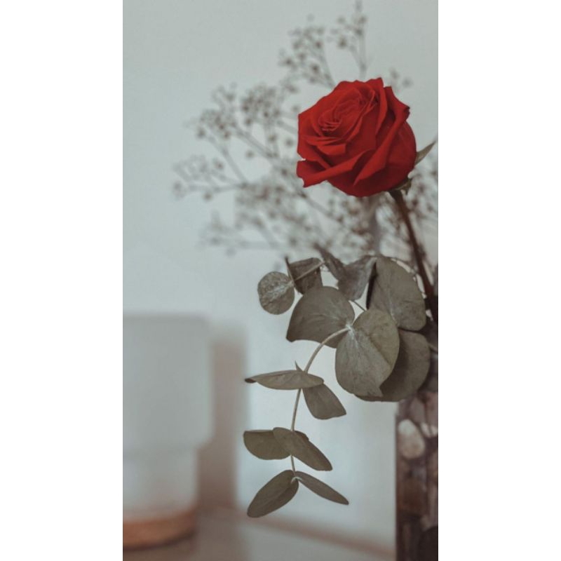 macam-macam Bibit dan bunga hias