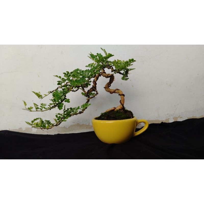 BONSAI MAME KAWISTA BATU POT KERAMIK