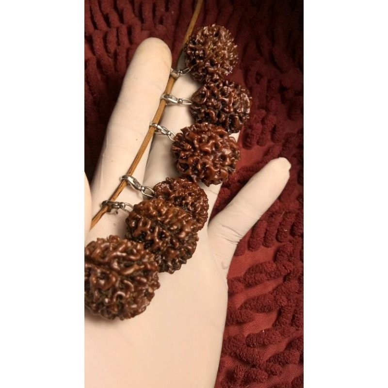 pendant rudraksha mukhi 8 20_22 mm