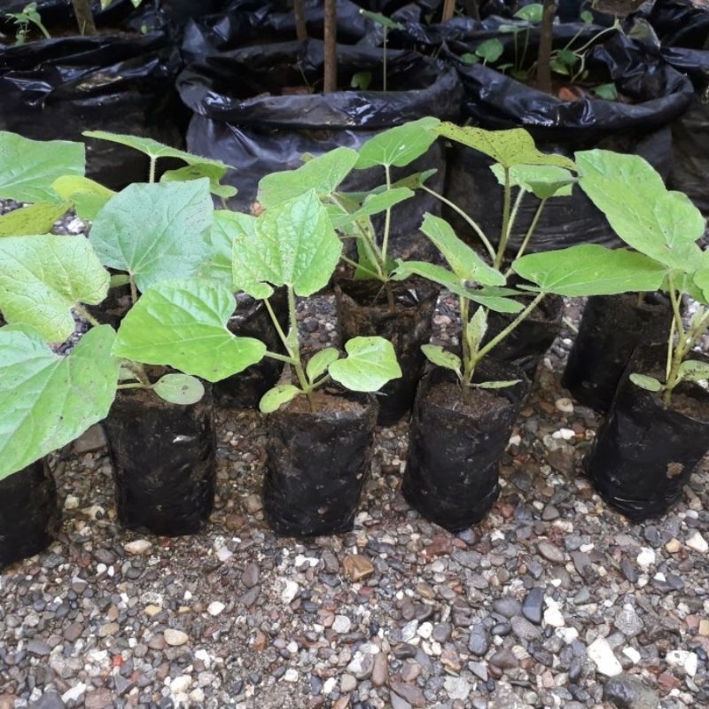 Bibit buah Beligo, Bligo, Kundur 20 cm, tinggal di tanam, Herbal MURAH a