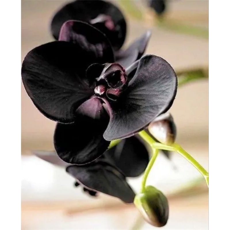 Seedling Anggrek dendrobium Black Papua / Anggrek dendrobium black pearl / anggrek murah / anggrek p