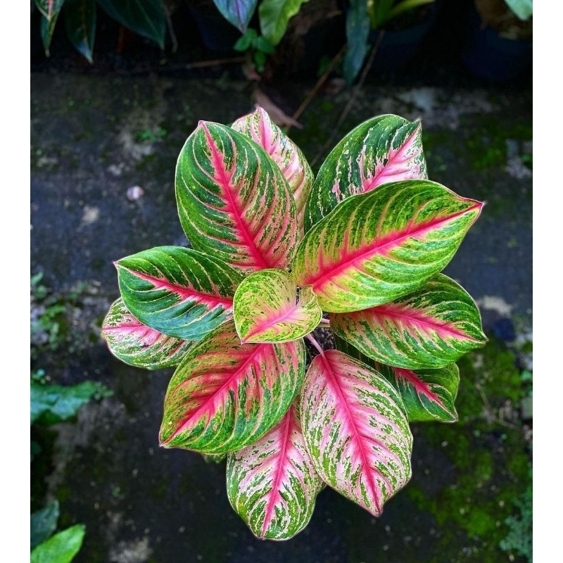 Aglonema andini mutasi - tanaman hias aglonema aglaonema andini mutasi - bunga aglonema andini - bun