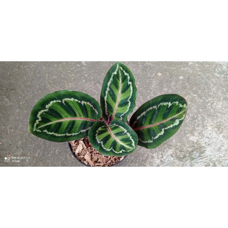 calathea linden