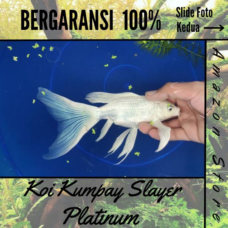 Ikan Koi Kumpay Platinum Slayer