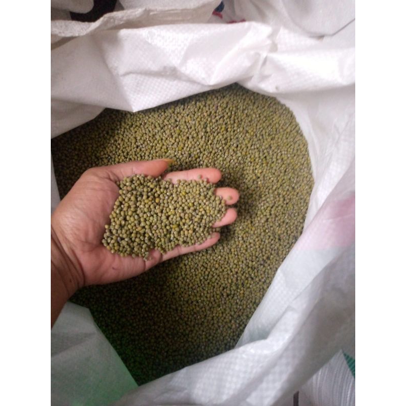 

kacang tanah , kacang hijau mulya