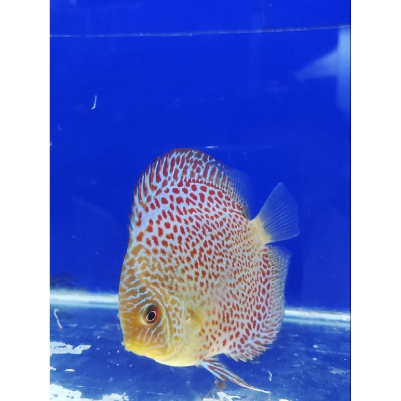 Ikan discus Lss size 3in up packing styrofoam || ikan hias