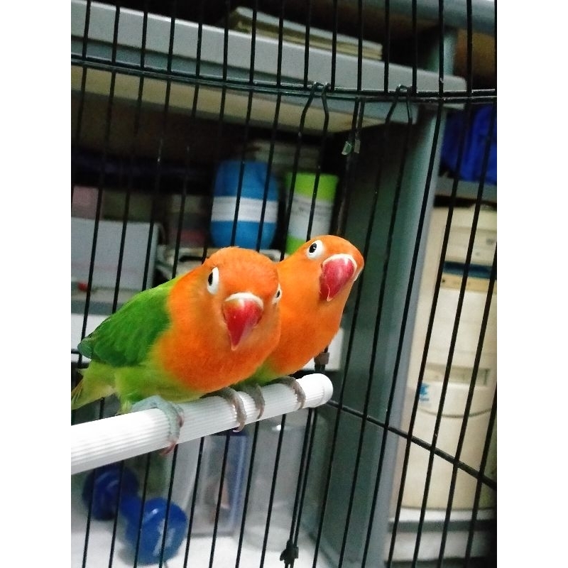 Lovebird biola green sepasang